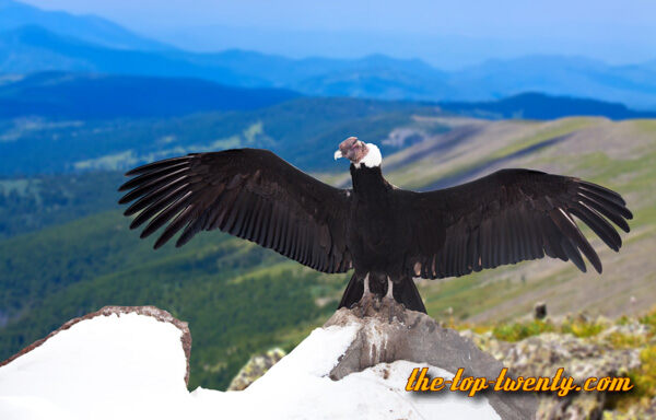 Andean Condor